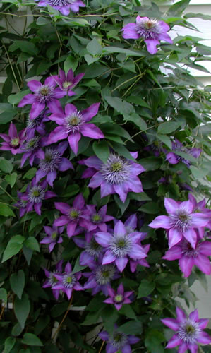 clematis multiblue